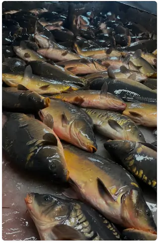History Fish 1